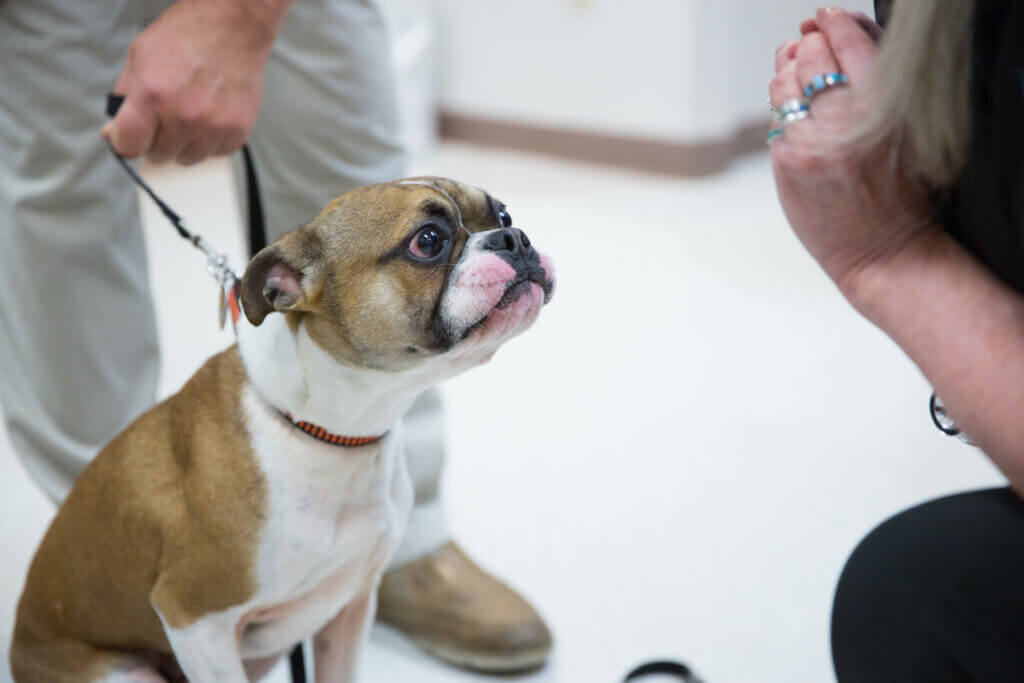 Pet Emergency Referral - Excelsior Animal Hospital